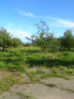 Продаётся готовый бизнес – овощехранилище, находящееся на земельном участке, мерою 2,54 Га в Иссык-Кульской области.